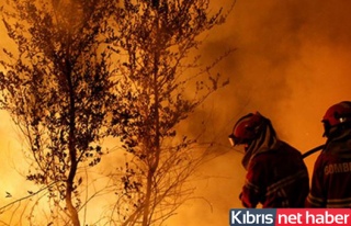 Orman yangınlarında 36 kişi öldü