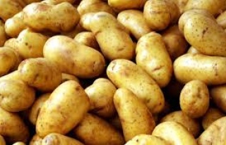 Patates üreticilerinin dikkatine!