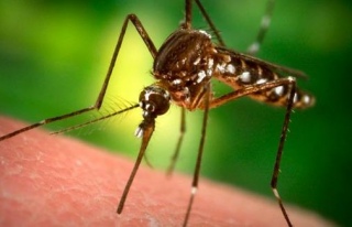 Sivrisineklerle mücadele için önemli öneriler