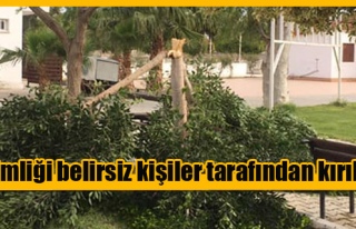 Vadili'de bir ağaca zarar verdiler!
