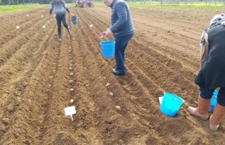 Yeni Tür Patatesler Türkmenköy’de Deneniyor