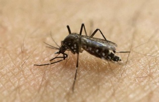 Zika Virüsü Latin Amerika'ya 2013'te Gelmiş