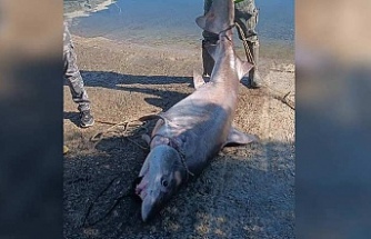 Hayvancılık Dairesi: Hafta sonu yakalanan Pamuk Köpek Balığının nesli tehlikede, avlanması yasak