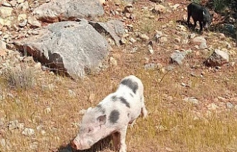 Buffavento’yu domuzlar bastı